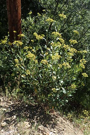 Bupleurum fruticosum \ Strauchiges Hasenohr, F Pyrenäen, Molitg-les-Bains 23.7.2018