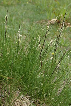 Nardus stricta / Mat Grass, F Vosges, Grand Ballon 18.6.2019