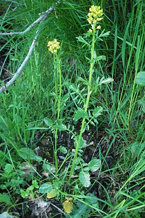 Barbarea intermedia \ Mittleres Barbarakraut / Medium-Flowered Winter Cress, F Mont Aigoual 8.6.2006