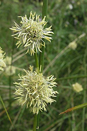 Scirpoides holoschoenus \ Kugelbinse, F Camargue 13.5.2007