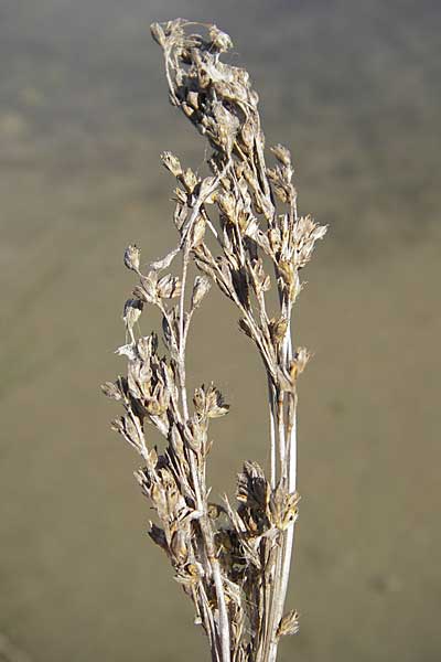 Juncus maritimus \ Strand-Binse, F Stes. Maries 26.5.2009