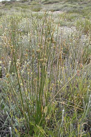 Scirpoides holoschoenus \ Kugelbinse / Round-Headed Club-Rush, F Sète 5.6.2009