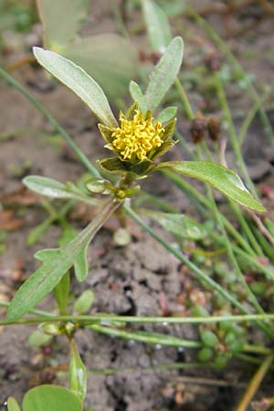 Bidens radiata / Beggartick, F Sundgau 6.10.2009