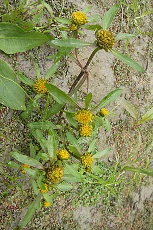 Bidens radiata \ Strahliger Zweizahn / Beggartick, F Sundgau 6.10.2009