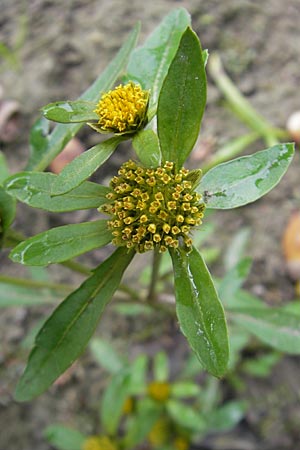 Bidens radiata / Beggartick, F Sundgau 6.10.2009