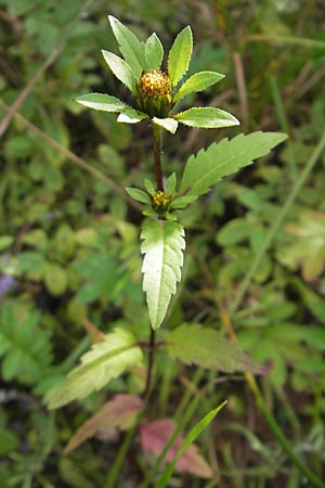 Bidens tripartita \ Dreiteiliger Zweizahn / Trifid Beggartick, F Bitche 4.9.2010