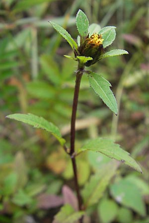 Bidens tripartita \ Dreiteiliger Zweizahn, F Bitche 4.9.2010