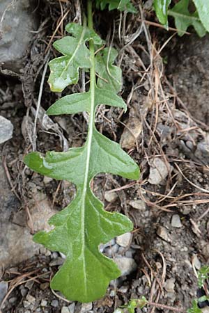 Sisymbrium austriacum \ sterreicher Rauke / Austrian Rocket, F Col de la Bonette 8.7.2016