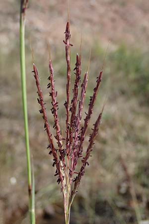 Bothriochloa ischoemum \ Gewhnliches Bartgras / Bluestem, F Maures, La Garde Freinet 8.10.2021