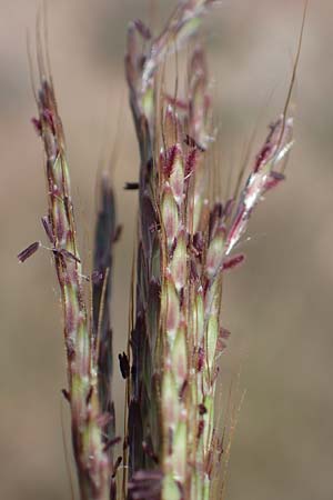 Bothriochloa ischoemum \ Gewhnliches Bartgras, F Maures, La Garde Freinet 8.10.2021