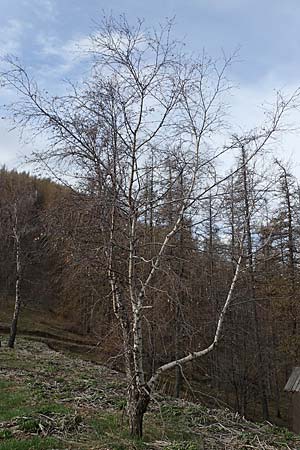 Betula pendula \ Gewhnliche Birke, Hnge-Birke / Silver Birch, F Col de Gleize 29.4.2023