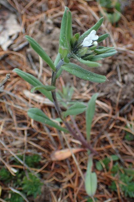 Buglossoides incrassata subsp. splitgerberi \ Splitgerbers Acker-Steinsame / Splitgerber's Field Gromwell, F Chateau-de-Queyras 30.4.2023