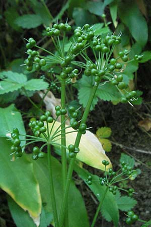 Allium ursinum \ Br-Lauch / Ramsons, F Allevard 11.6.2006