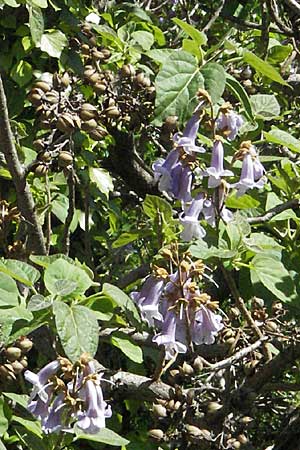 Paulownia tomentosa \ Blauglockenbaum, F Pyrenäen, Prades 14.5.2007