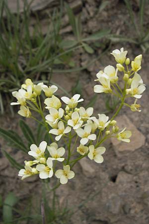 Biscutella laevigata \ Gewhnliches Brillenschtchen / Buckler Mustard, F Col de la Bonette 8.7.2016