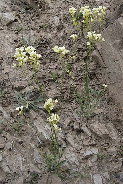 Biscutella laevigata \ Gewhnliches Brillenschtchen / Buckler Mustard, F Col de la Bonette 8.7.2016