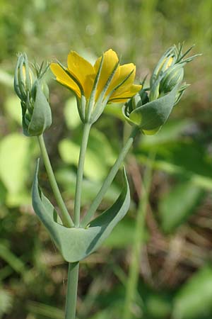 Blackstonia perfoliata \ Bitterling, F Gambsheim 5.6.2018