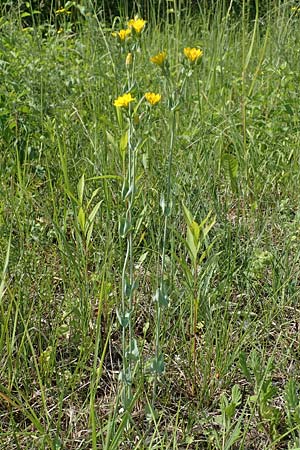 Blackstonia perfoliata \ Bitterling / Yellow-Wort, F Gambsheim 5.6.2018