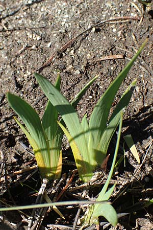 Narthecium ossifragum \ Beinbrech, F Pyrenäen, Mont Louis 3.8.2018