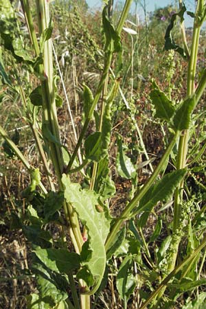 Beta vulgaris subsp. maritima \ Wilde Rbe, Meer-Mangold, F Dept. Gard, Remoulins 7.6.2006