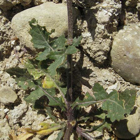 Diplotaxis erucoides \ Rauken-Doppelsame, F Lambesc 9.6.2006