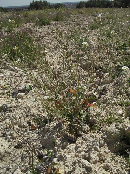 Diplotaxis erucoides \ Rauken-Doppelsame, F Lambesc 9.6.2006