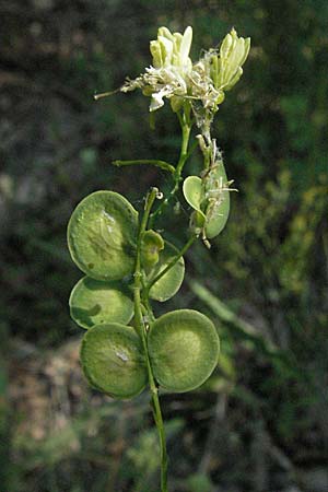 Biscutella coronopifolia \ Krhenfublttriges Brillenschtchen, F Roque d'Antheron 9.6.2006