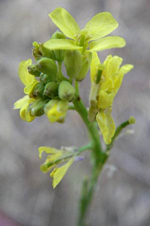 Brassica tournefortii \ Sahara-Kohl, F Collioure 11.8.2006