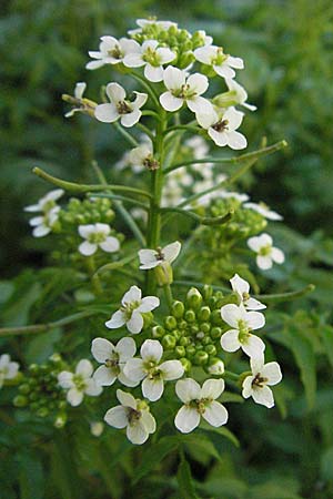 Nasturtium officinale \ Echte Brunnenkresse / Water Cress, F Pyrenäen/Pyrenees, Prades 14.5.2007