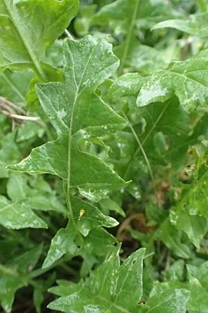 Sisymbrium austriacum \ sterreicher Rauke, F Barcelonnette 8.7.2016