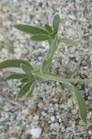 Lobularia maritima \ Strandkresse, Weies Steinkraut / Sweet Alison, F Canet-en-Roussillon 27.7.2018