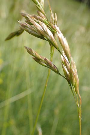 Festuca gautieri \ Gautiers Schwingel, F Pyrenäen, Mont Llaret 31.7.2018