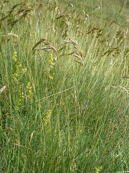 Festuca gautieri \ Gautiers Schwingel, F Pyrenäen, Mont Llaret 31.7.2018