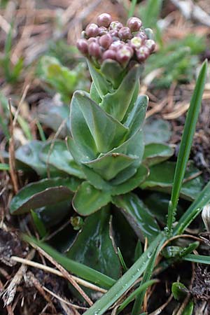 Microthlaspi perfoliatum ? \ hrchen-Kleintschelkraut, Stngelumfassendes Hellerkraut, F Col de Gleize 29.4.2023