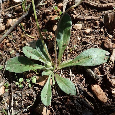 Bellis sylvestris \ Wald-Gnseblmchen, F Dept. Var, St. Zacharie 8.10.2021