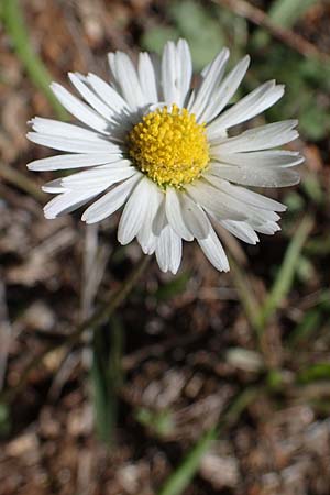 Bellis sylvestris \ Wald-Gnseblmchen, F Dept. Var, St. Zacharie 8.10.2021