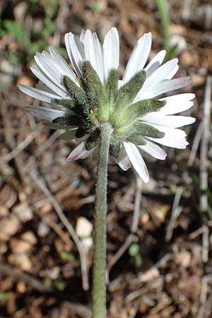 Bellis sylvestris / Southern Daisy, F Dept. Var, St. Zacharie 8.10.2021