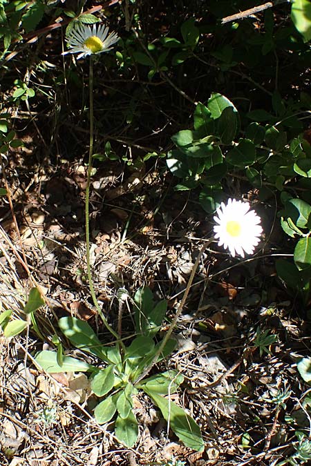 Bellis sylvestris \ Wald-Gnseblmchen, F Dept. Var, St. Zacharie 8.10.2021