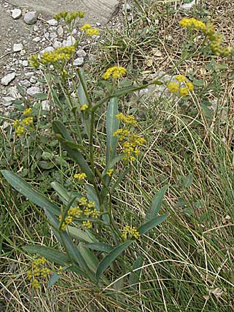 Bupleurum falcatum \ Langblttriges Hasenohr, Sichelblttriges Hasenohr / Sickle-Leaved Hare's Ear, F Montsegur 15.8.2006