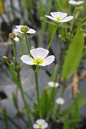 Baldellia ranunculoides \ Gewhnlicher Igelschlauch / Lesser Water-Plantain, F Mauguio 13.5.2007