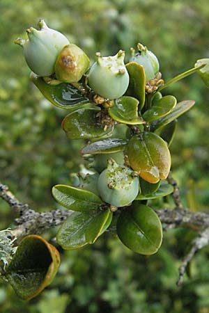 Buxus sempervirens / Boxtree, F Causse du Larzac 15.5.2007