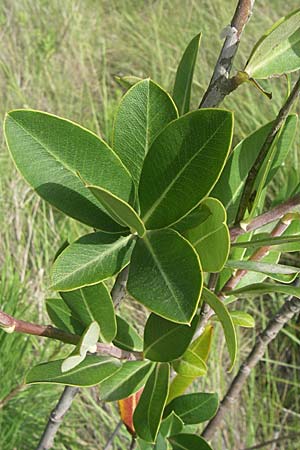 Bupleurum fruticosum \ Strauchiges Hasenohr / Shrubby Hare's Ear, F Toreilles 24.6.2008