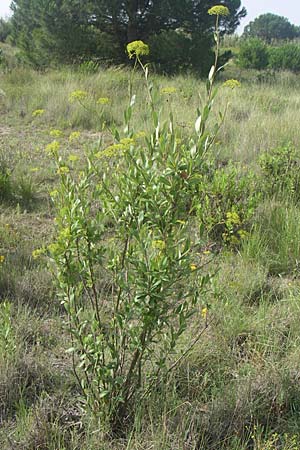 Bupleurum fruticosum \ Strauchiges Hasenohr, F Toreilles 24.6.2008