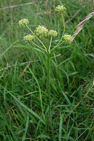 Selinum pyrenaeum \ Berg-Silge, Pyrenen-Brustwurz, F Vogesen, Le Markstein 3.8.2008