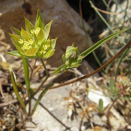 Bupleurum baldense \ Monte Baldo-Hasenohr, F Lac de Salagou 4.6.2009