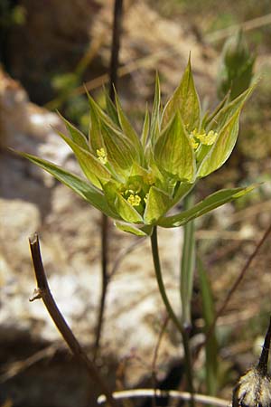 Bupleurum baldense / Small Hare's Ear, F Lac de Salagou 4.6.2009