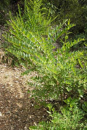Coriaria myrtifolia \ Europäischer Gerber-Strauch, Französischer Sumach / Myrtle-Leaved Coriaria, Currier's Sumach, F Lac de Salagou 4.6.2009