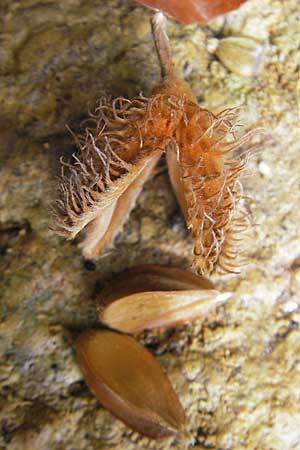 Fagus sylvatica \ Rot-Buche / Beech, F Sundgau 6.10.2009