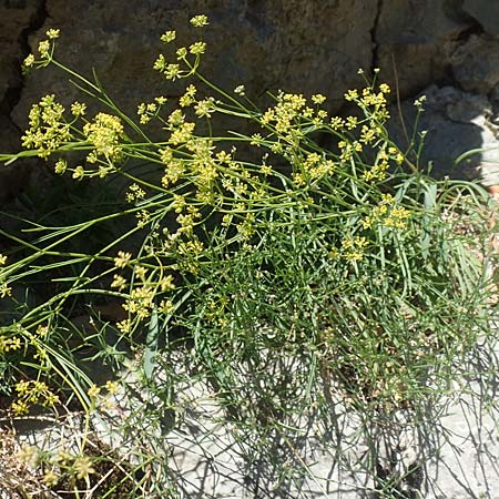 Bupleurum falcatum \ Langblttriges Hasenohr, Sichelblttriges Hasenohr / Sickle-Leaved Hare's Ear, F Pyrenäen/Pyrenees, Gorges de Galamus 23.7.2018