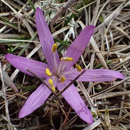 Colchicum bulbocodium / Spring Meadow Saffron, F Caussols 15.3.2024